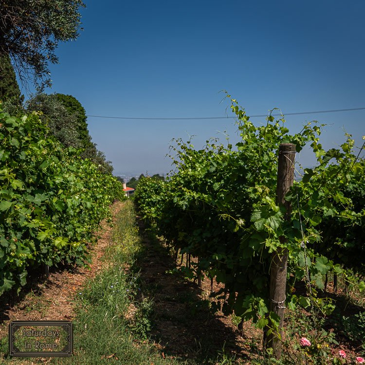 winery near Rome - Summer Vines