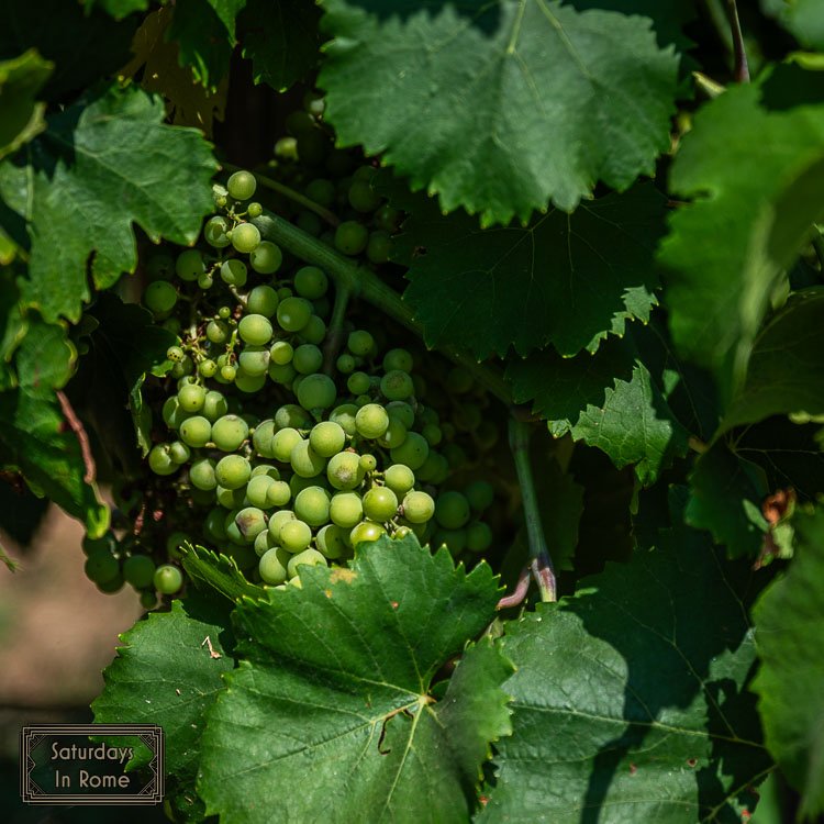 winery near Rome - Harvest