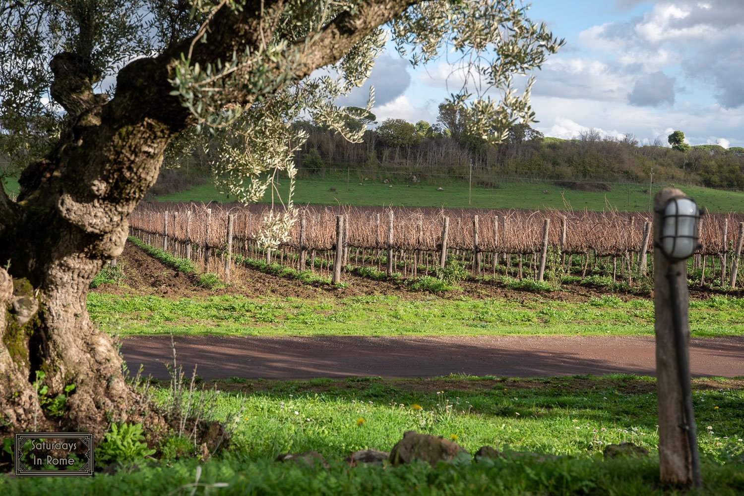 Frascati Lazio wine - Olives And Grapes