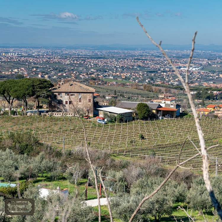 Frascati Lazio wine - Roman