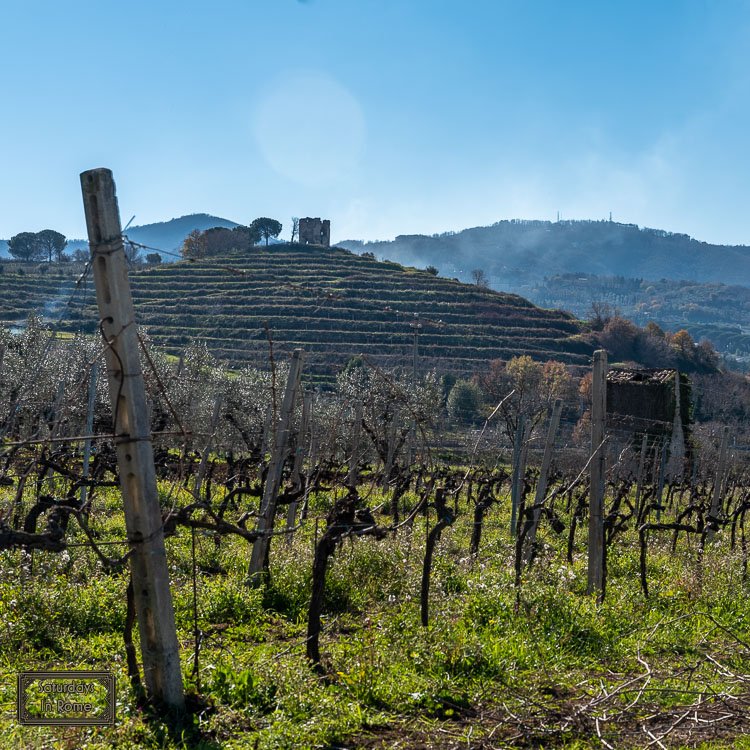 Frascati Lazio wine - Vineyards