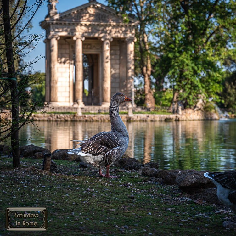 Rome In April - Ducks