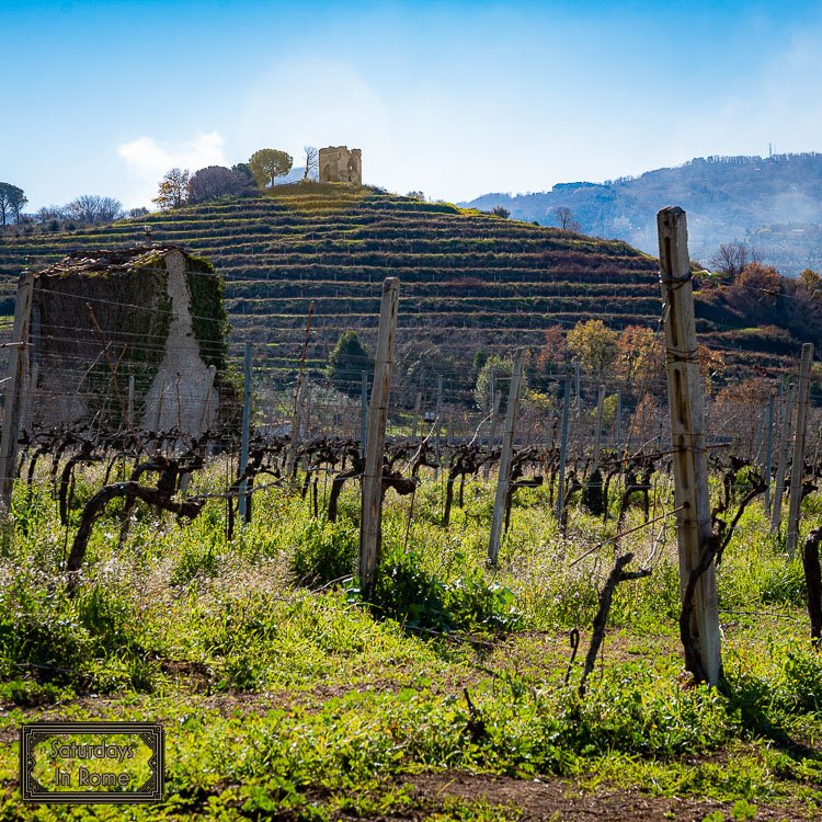 Rome in March - Vineyards