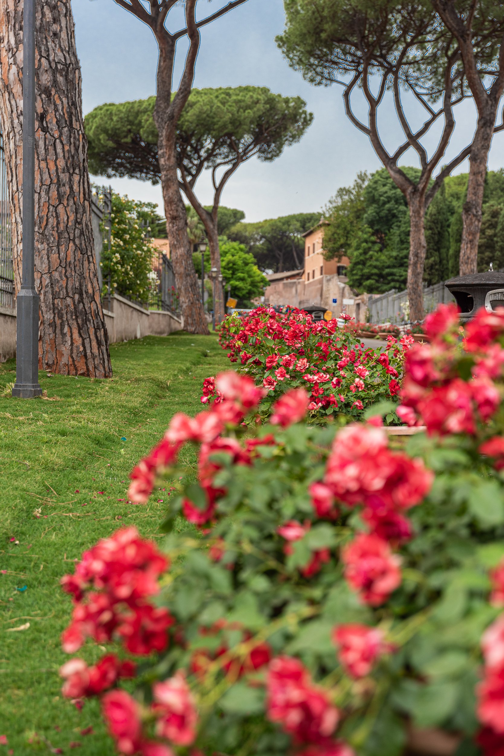 rose garden in Rome - Rows or Roses