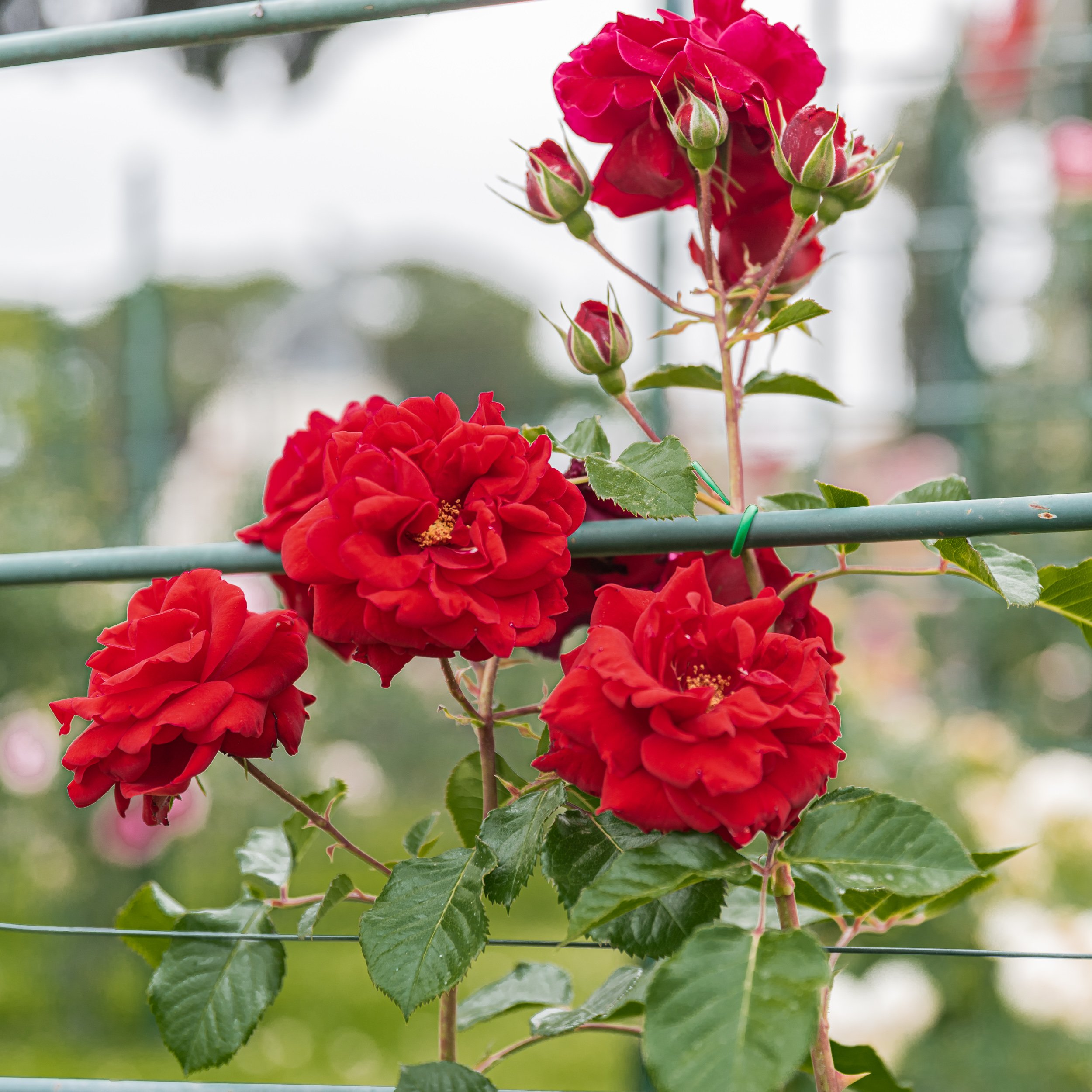 rose garden in Rome - Red Roses