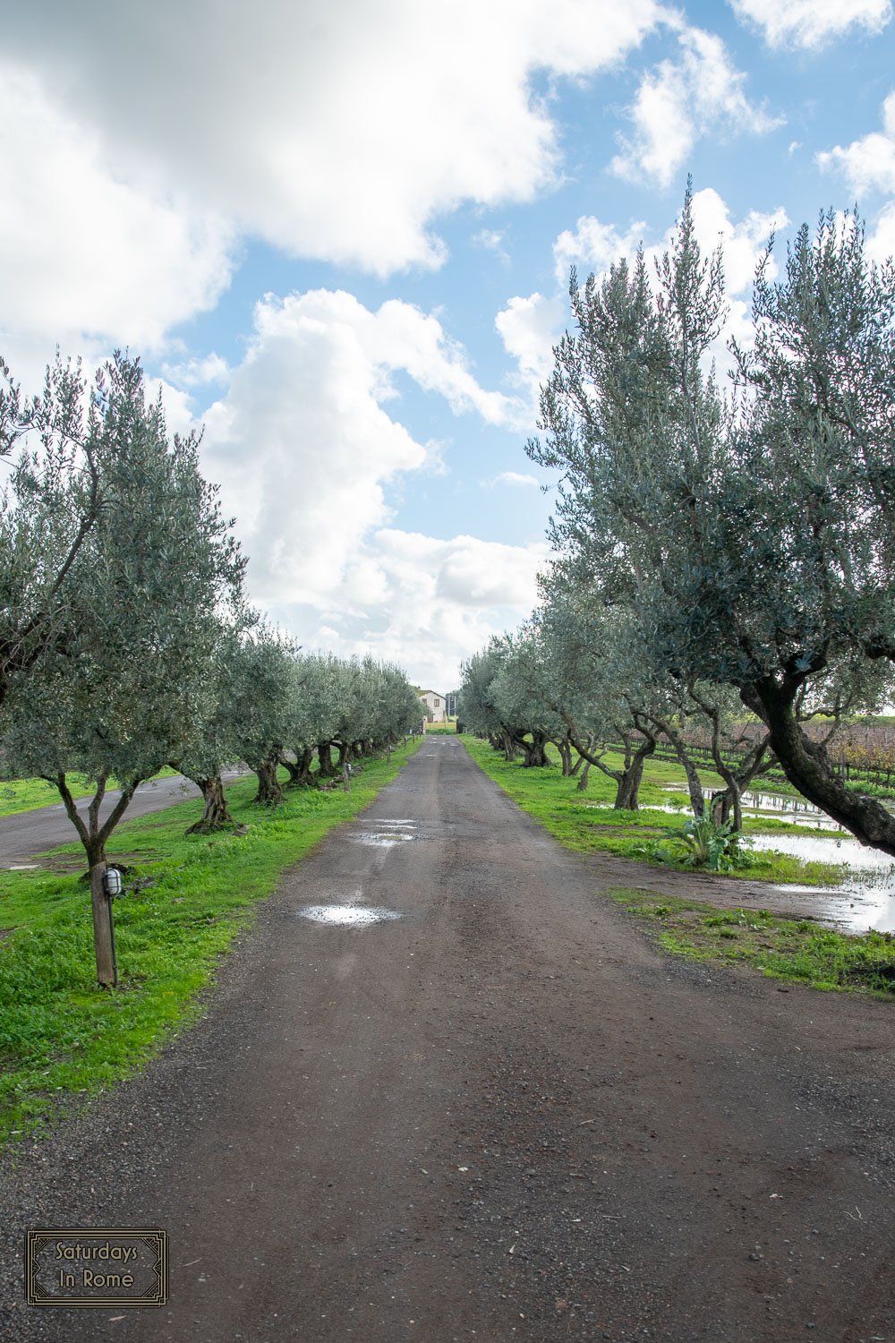 vineyards near rome italy - Olive Trees