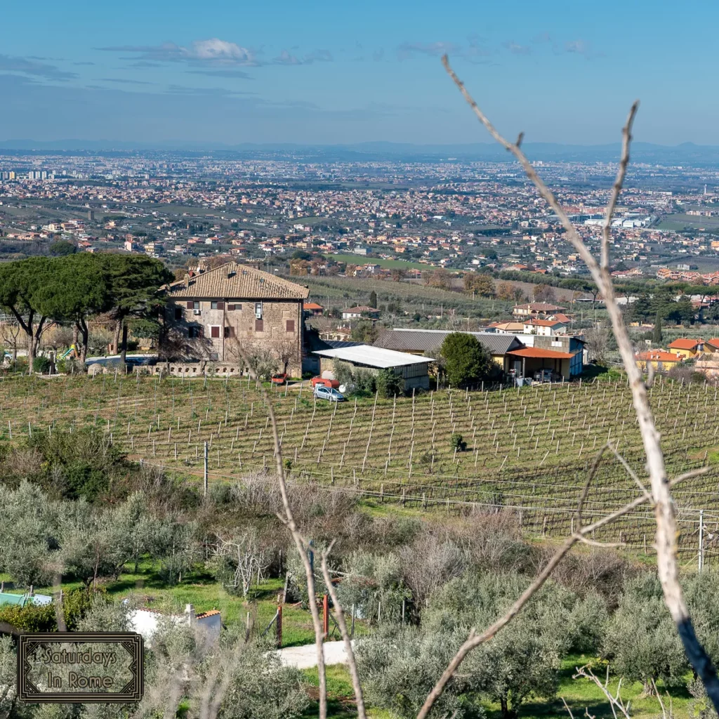 Frascati Winery - Vineyard View