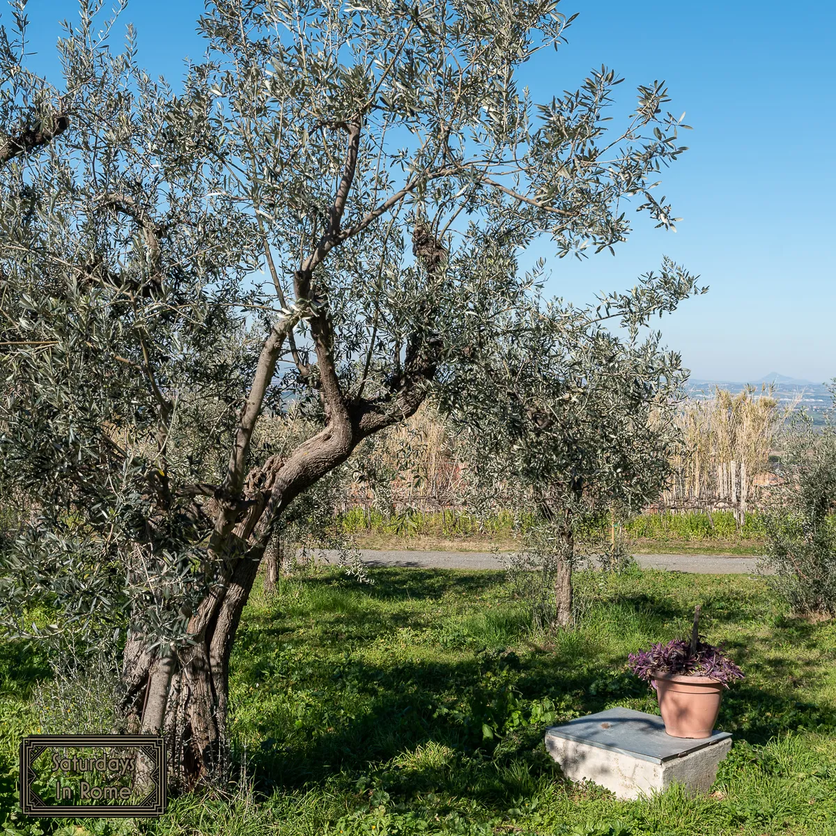 cantine eredi dei papi - olive trees and vines