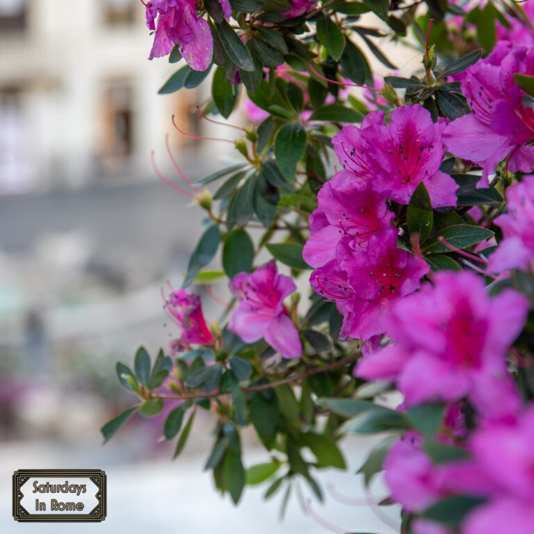 The Spanish Steps Flowers Are A Sure Sign Of Spring In Rome