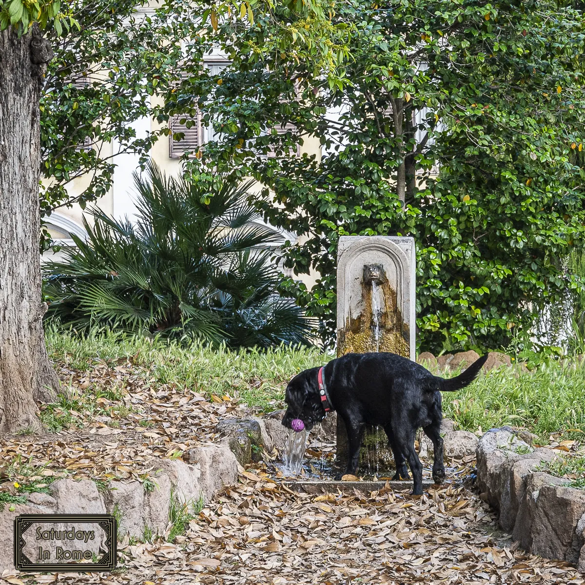 Secret Garden In Rome - dogs