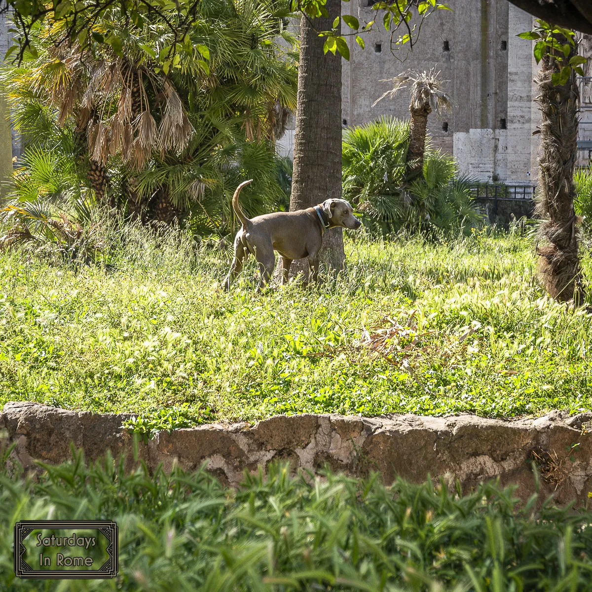 Secret Garden In Rome - More Dogs Off Leash