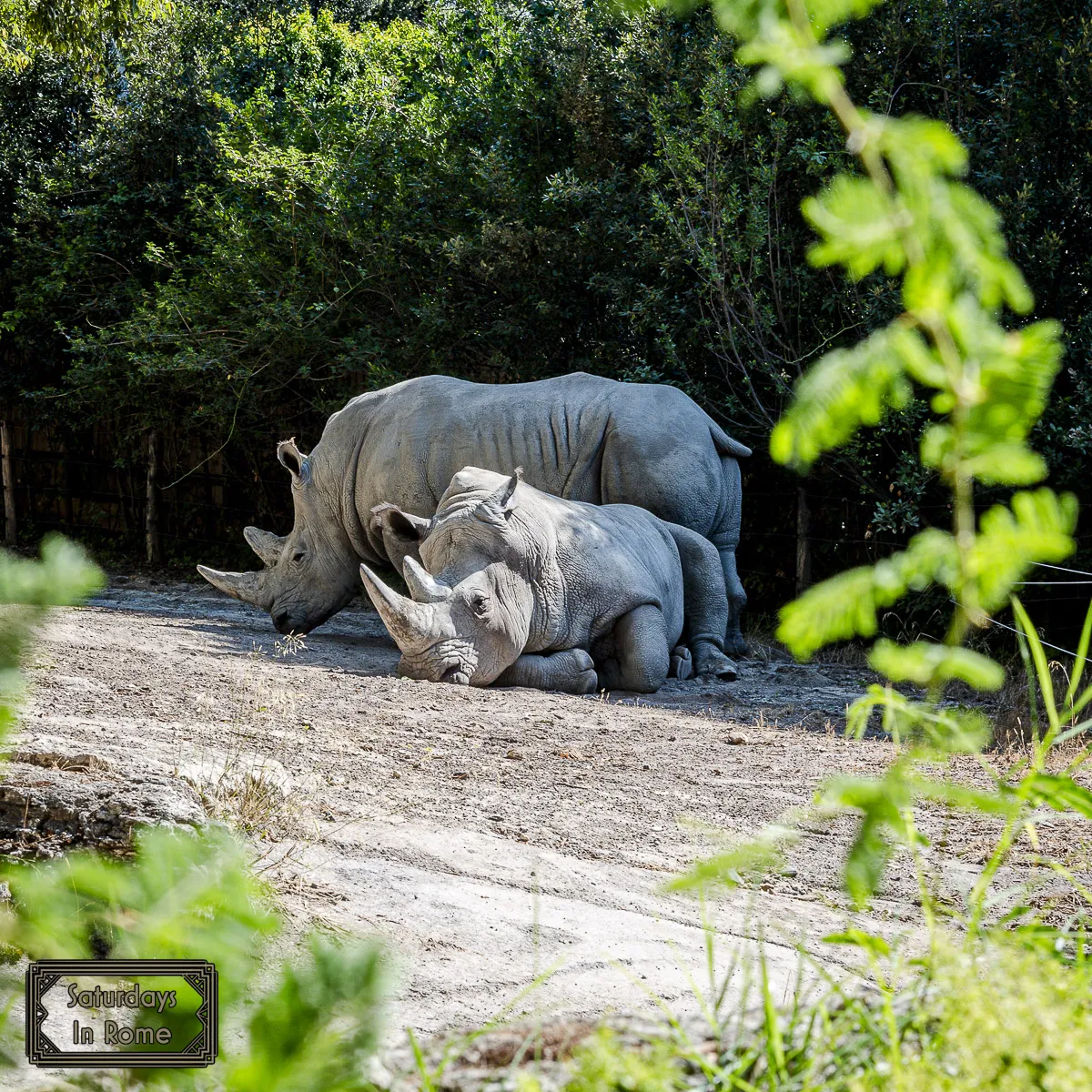 Rome Bioparco - Rhino