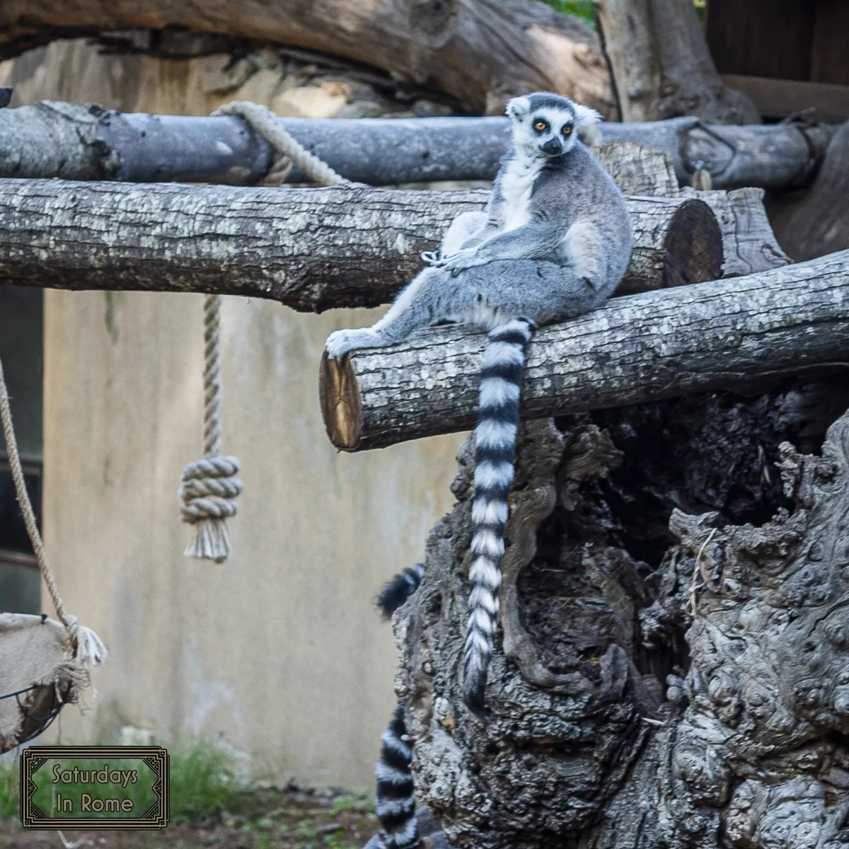 Rome Bioparco - Lemurs