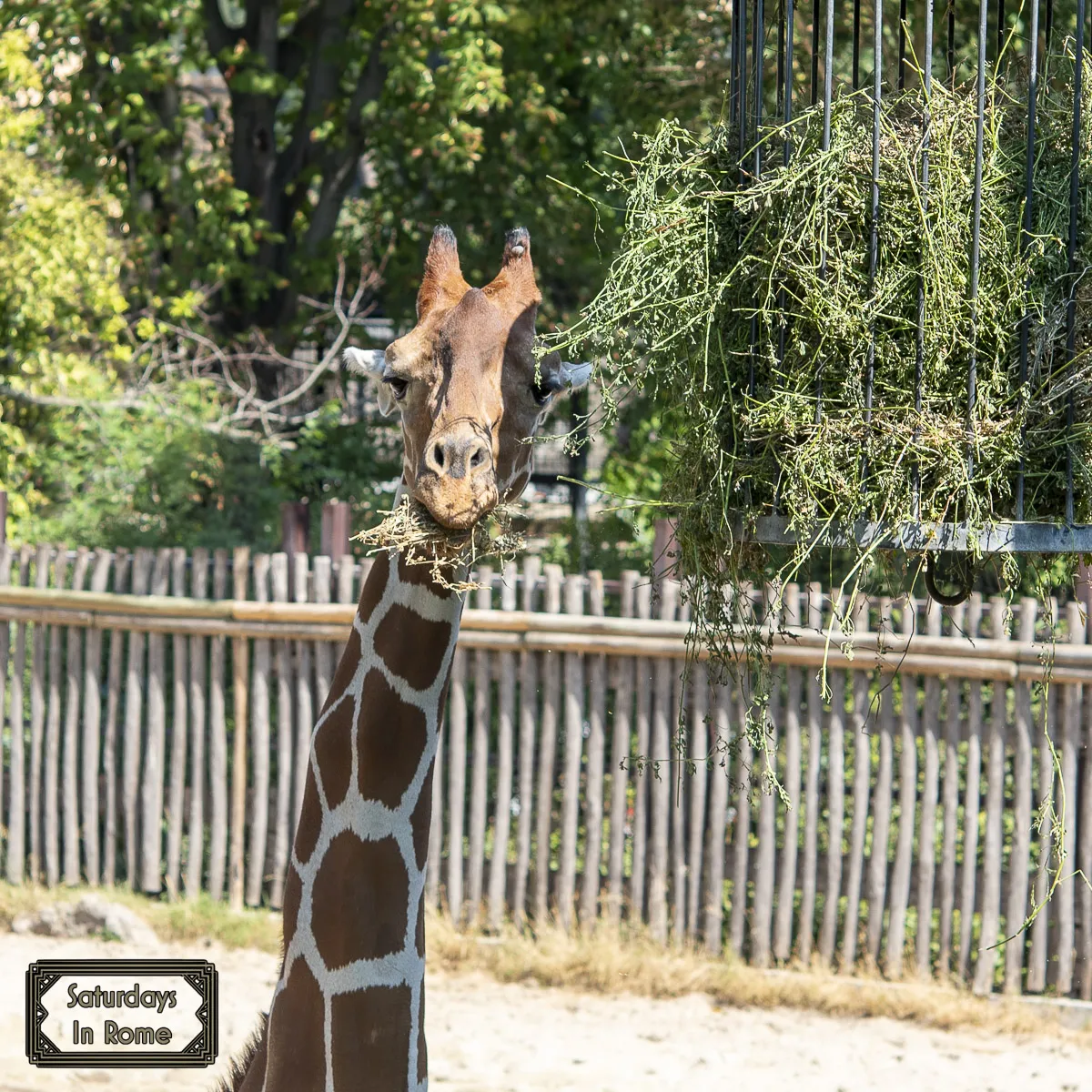 Rome Bioparco - Giraffe