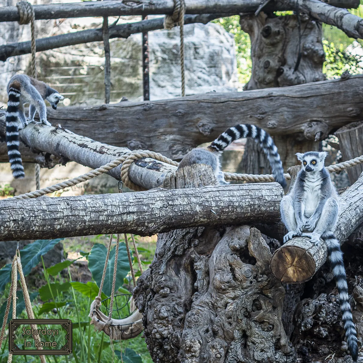 Rome Bioparco