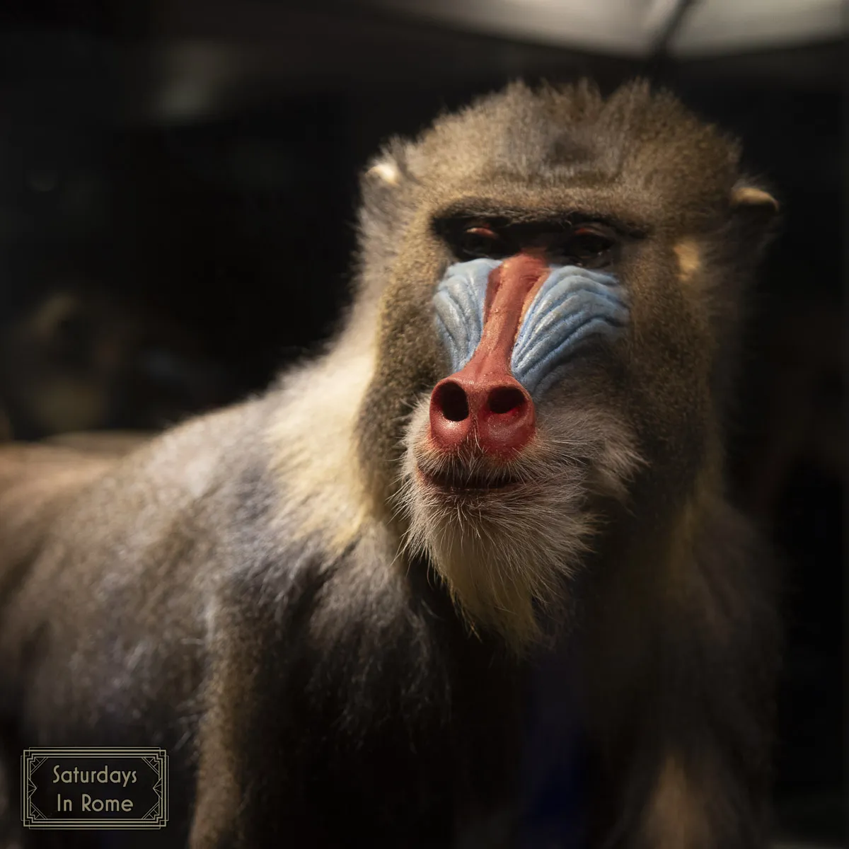 Museum of Zoology - Stuffed Animals