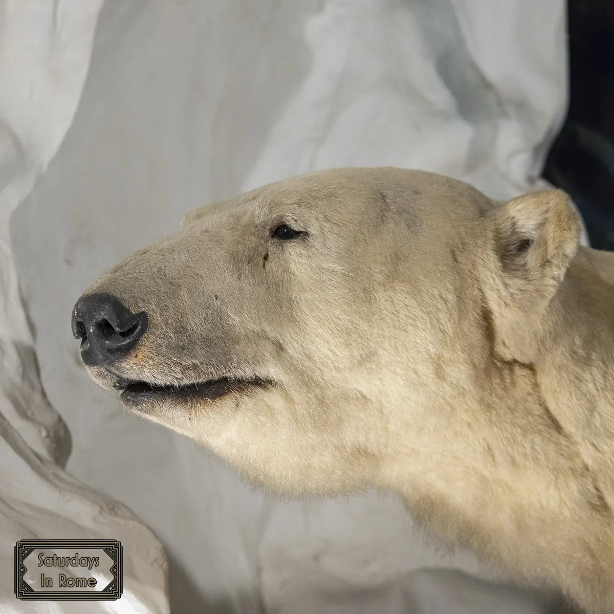 Museum of Zoology - Polar Bear