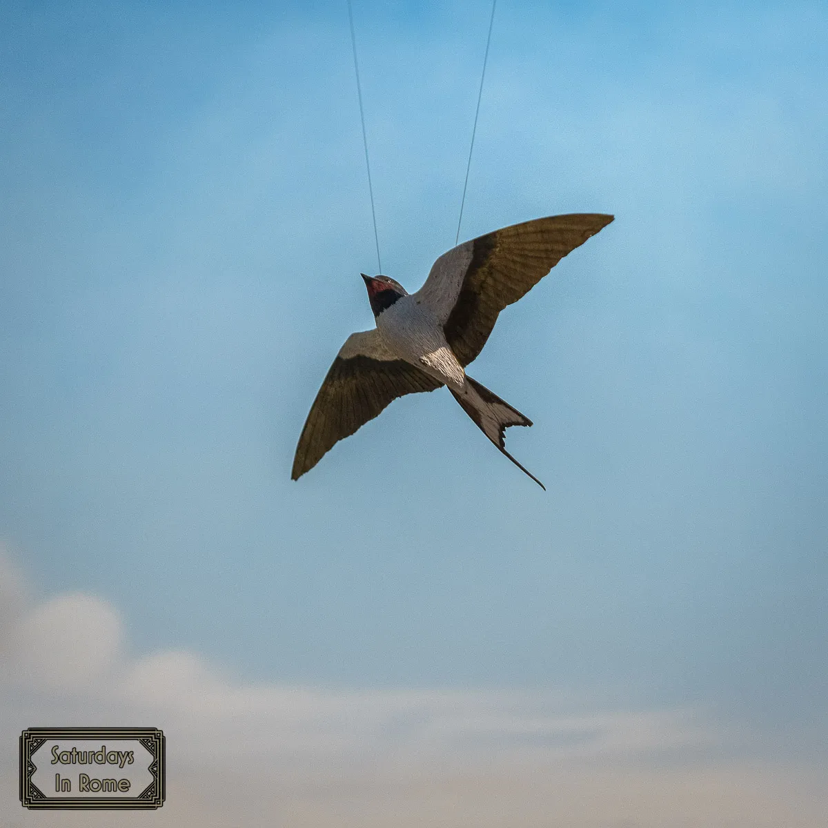 Museum of Zoology - Birds In Flight (kinda)