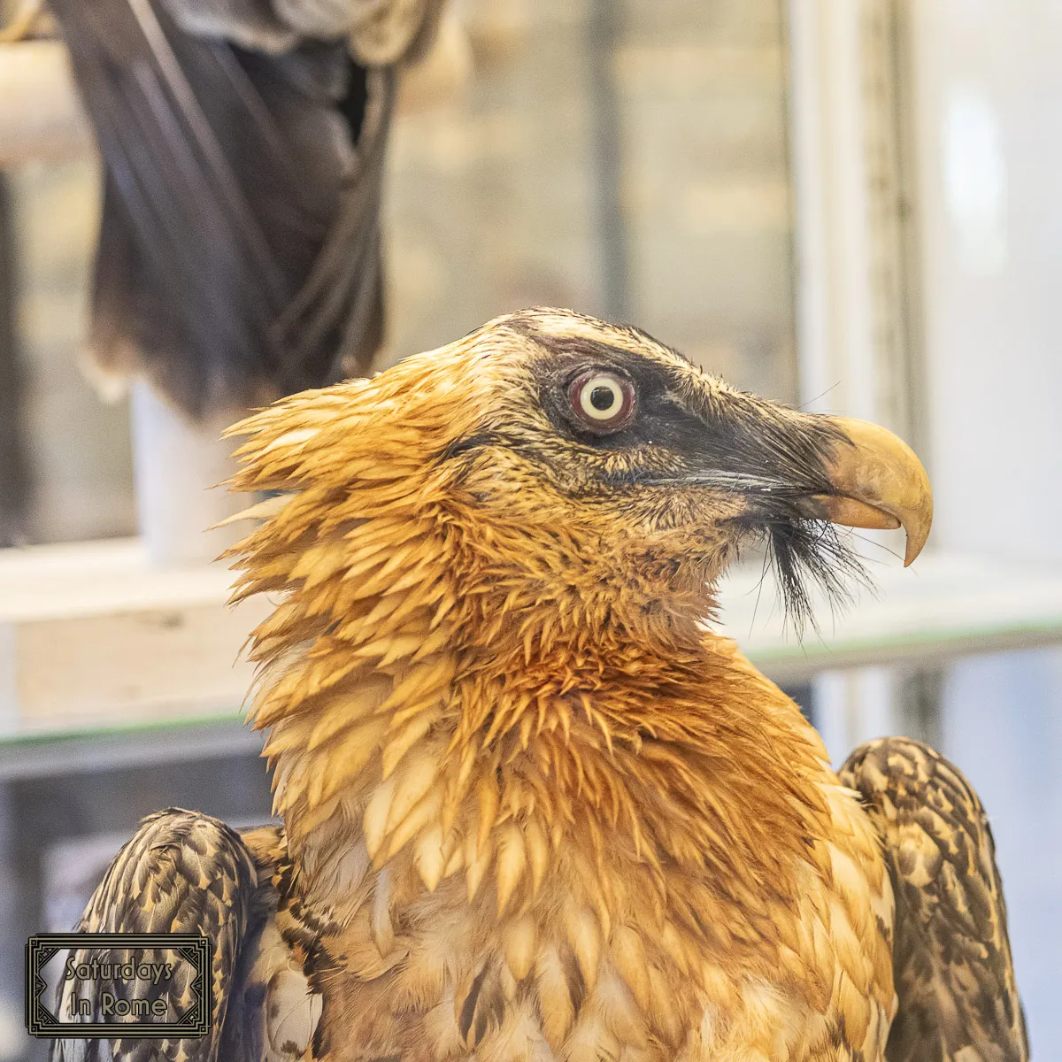 Museum of Zoology - Birds