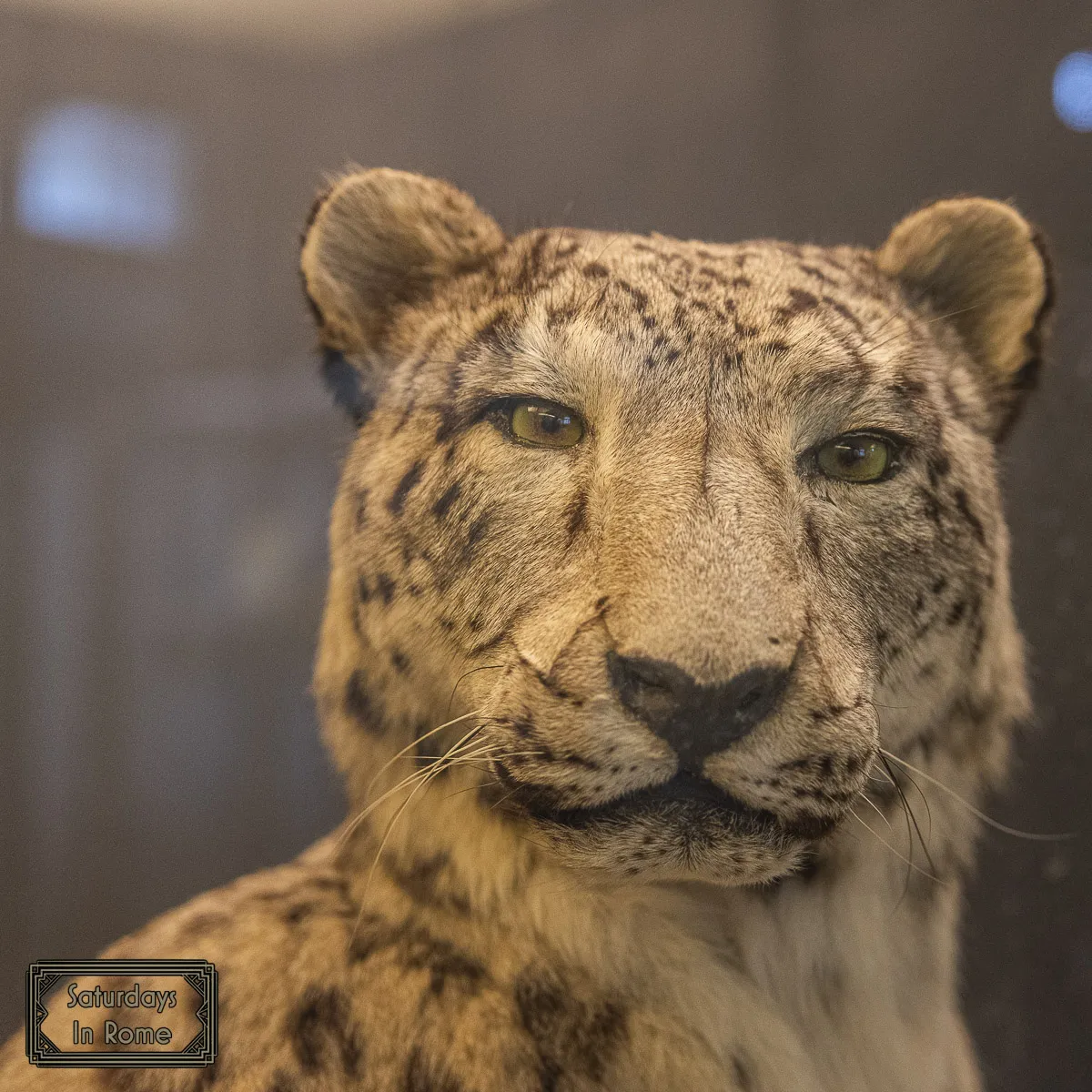 Museum of Zoology - Cats