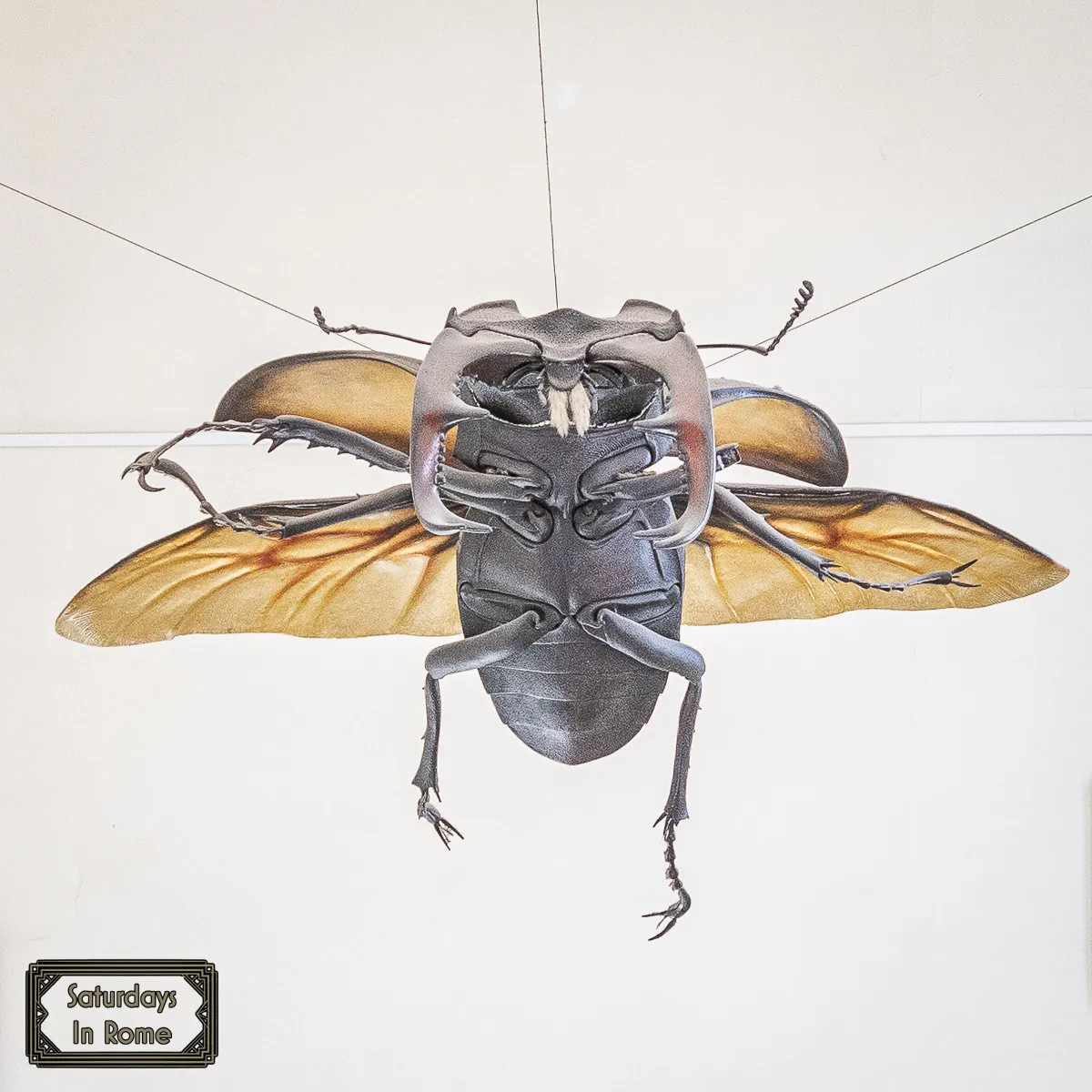 Museum of Zoology - Giant Bugs